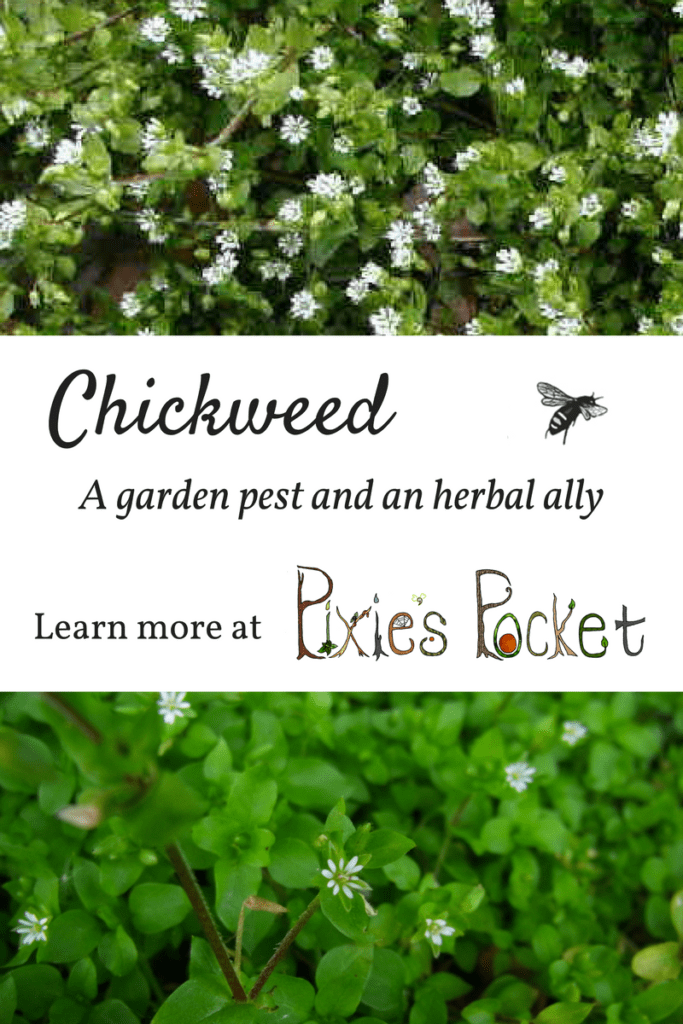 Chickweed