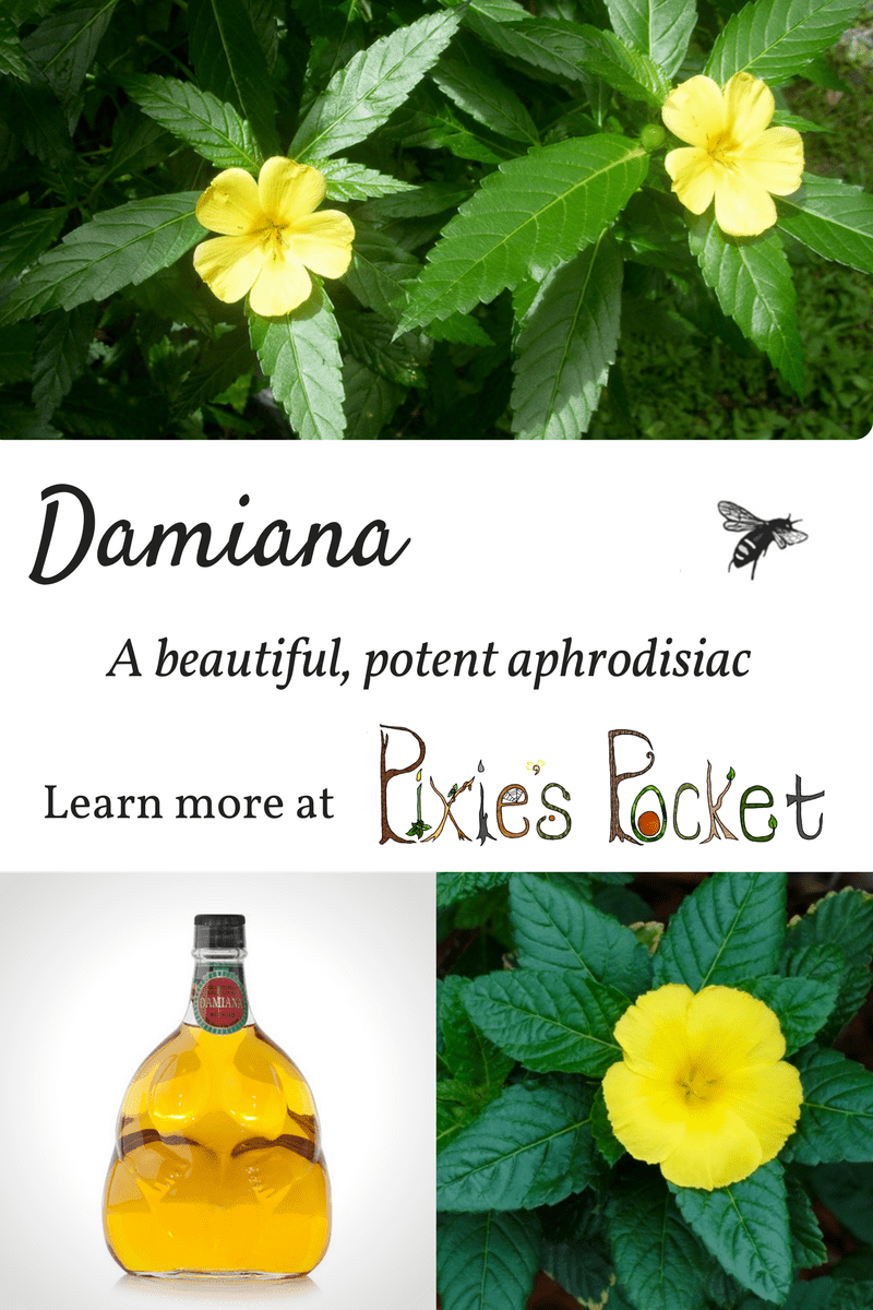 damiana - learn more about this aphrodisiac herb on pixiespocket.com