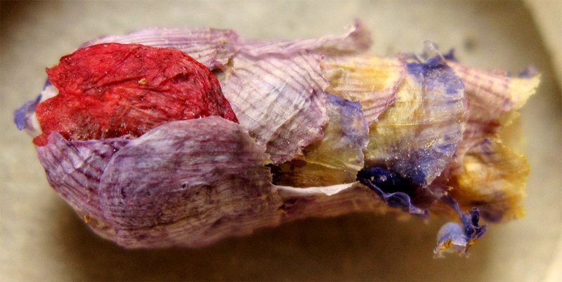 bees use flower petals for nest