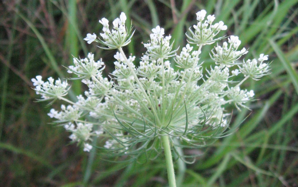 RECIPE BOX: QUEEN ANNE’S LACE FLOWER JELLY