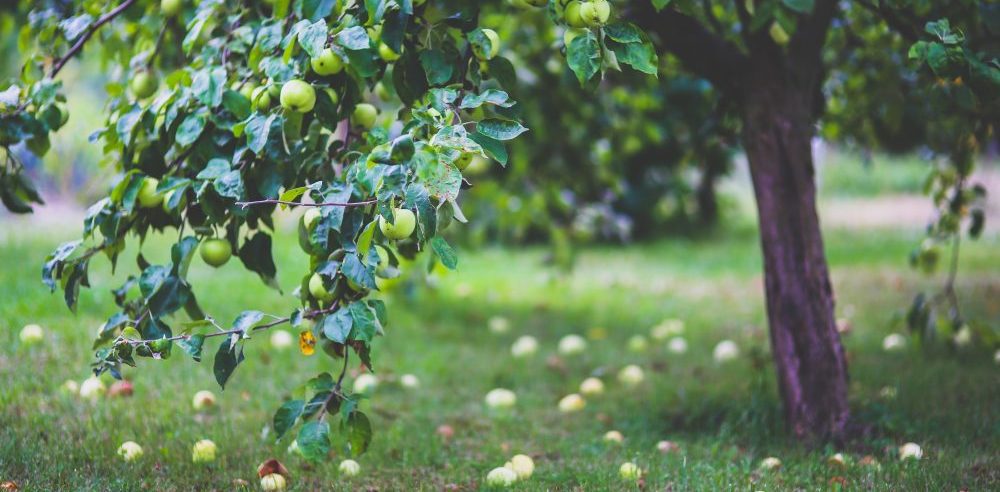 healthy-apple-summer-garden