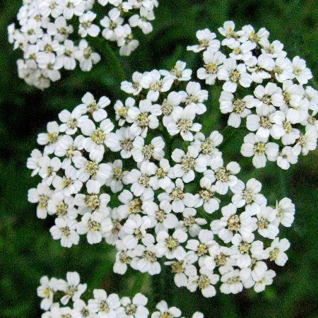 yarrowflowers small