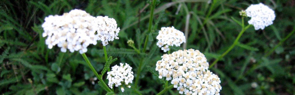 yarrow for fever and flu - by amber shehan of pixiespocket , first published at herbal academy of new england