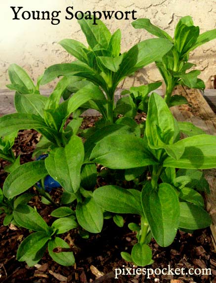 soapwort from the "Soapwort Recipes: Green Cleaning from your Garden!" article on pixiespocket.com