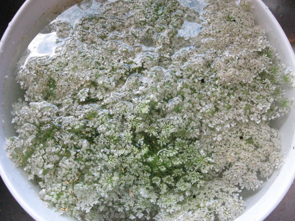 rinsing queen anne's lace flowers to make jelly - recipe on Pixie's Pocket