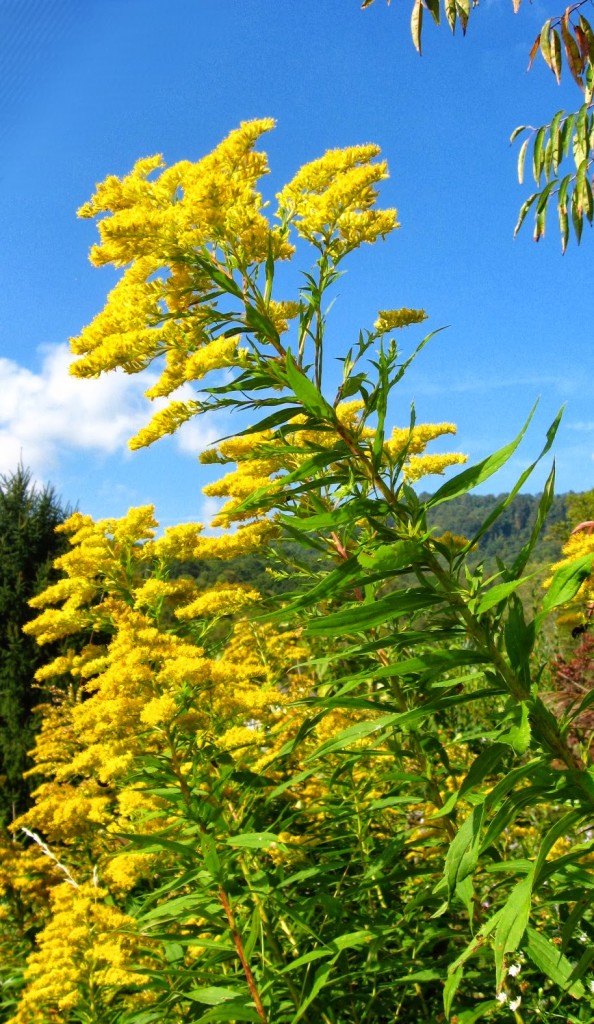 goldenrod skyscraper