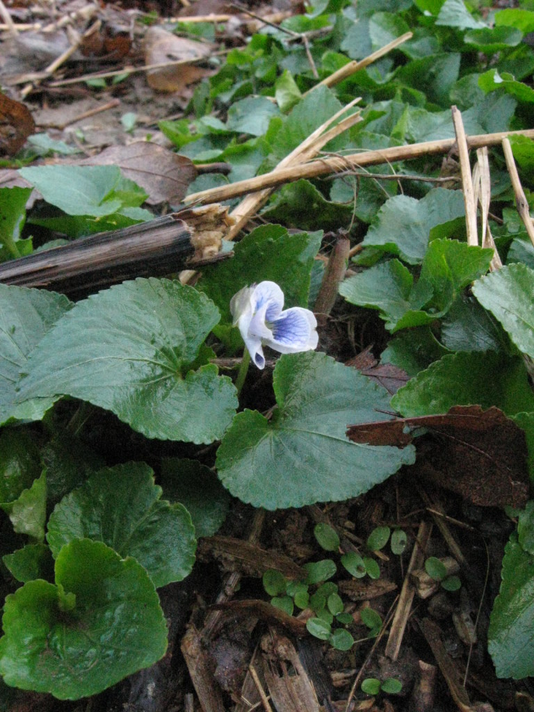wild violet - How do I learn about herbs? - a guide for those interested in learning about herbalism from pixiespocket.com 