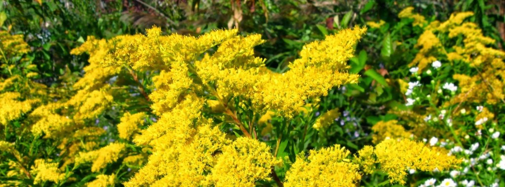 Goldenrod