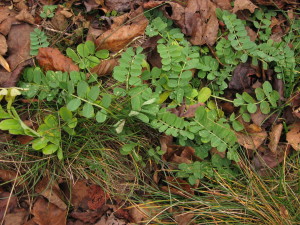 This was a verdant green, more live than most other plants around.  It struck me as my eyes fell on it, and my brain said "Vinca" (periwinkle), but that is not correct.  There were no visible flowers, does anyone know what this is?