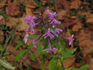 UPDATE:  This lovely purple-flowered plant is Wild Phlox!  (Is this bee balm? Monarda?  Because when I saw it, my heart sang.  But I've never found bee balm in the wild, only big, red-flowered, over-fertilized department store bee balm for landscaping...Can anyone confirm it?)