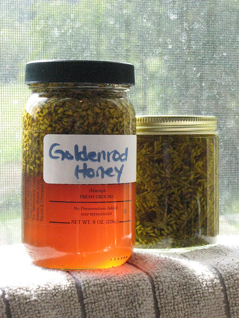 Goldenrod honey, soaking up the sun. 