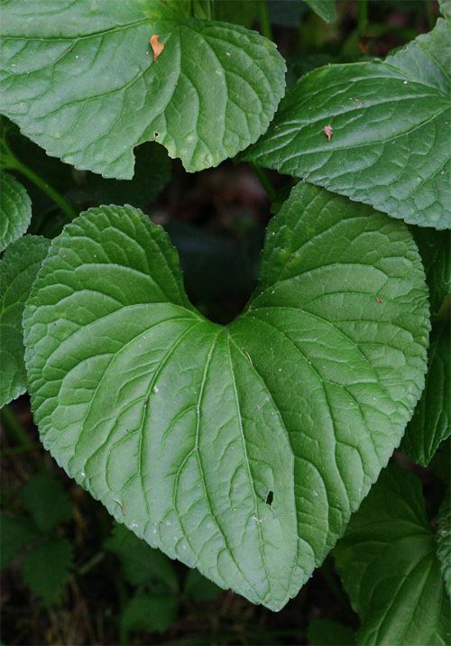 Violet leaf - learn about violets on pixiespocket.com!