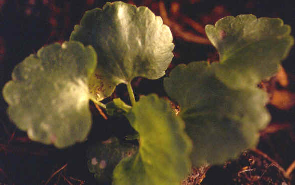 leaves