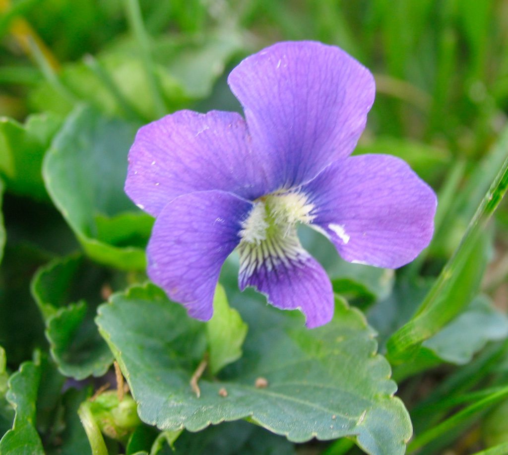 wild violet