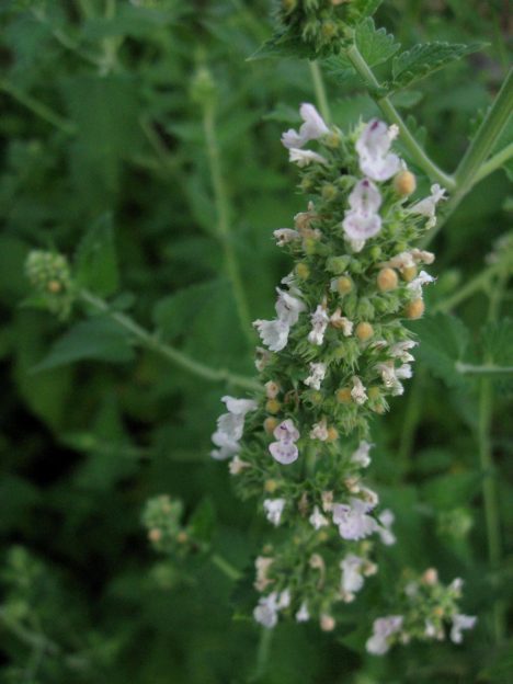 catnip flower - learn more about using catnip at pixiespocket.com