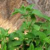 catnip