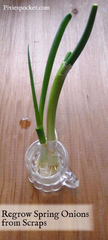 Regrow Spring Onions from Scraps