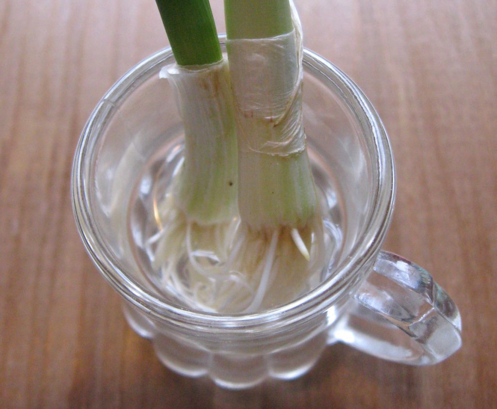 onions from scraps