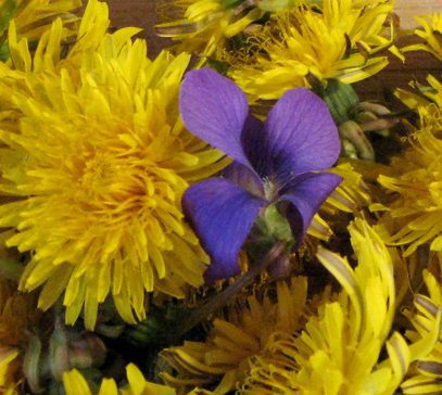 dandelions and violets