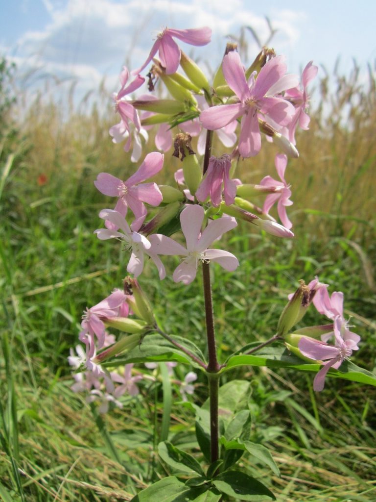 saponaria-officinalis-848718_1280