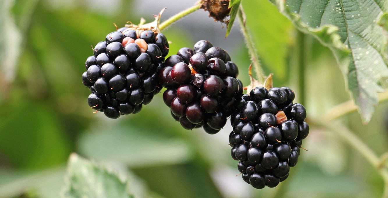 Blackberries, soon to be blackberry cordial! - Blackberry cordial and syrup recipe from pixiespocket.com