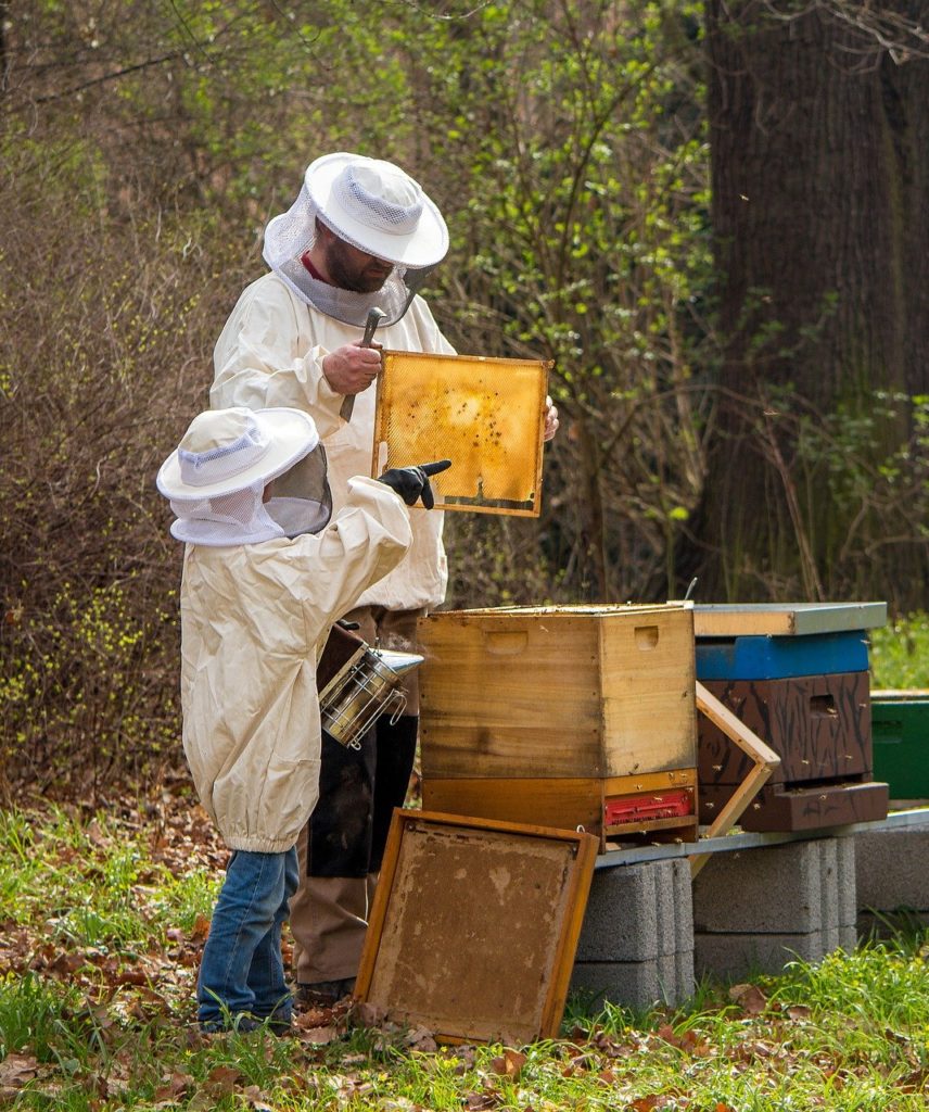 How to find your local beekeepers – Pixie's Pocket