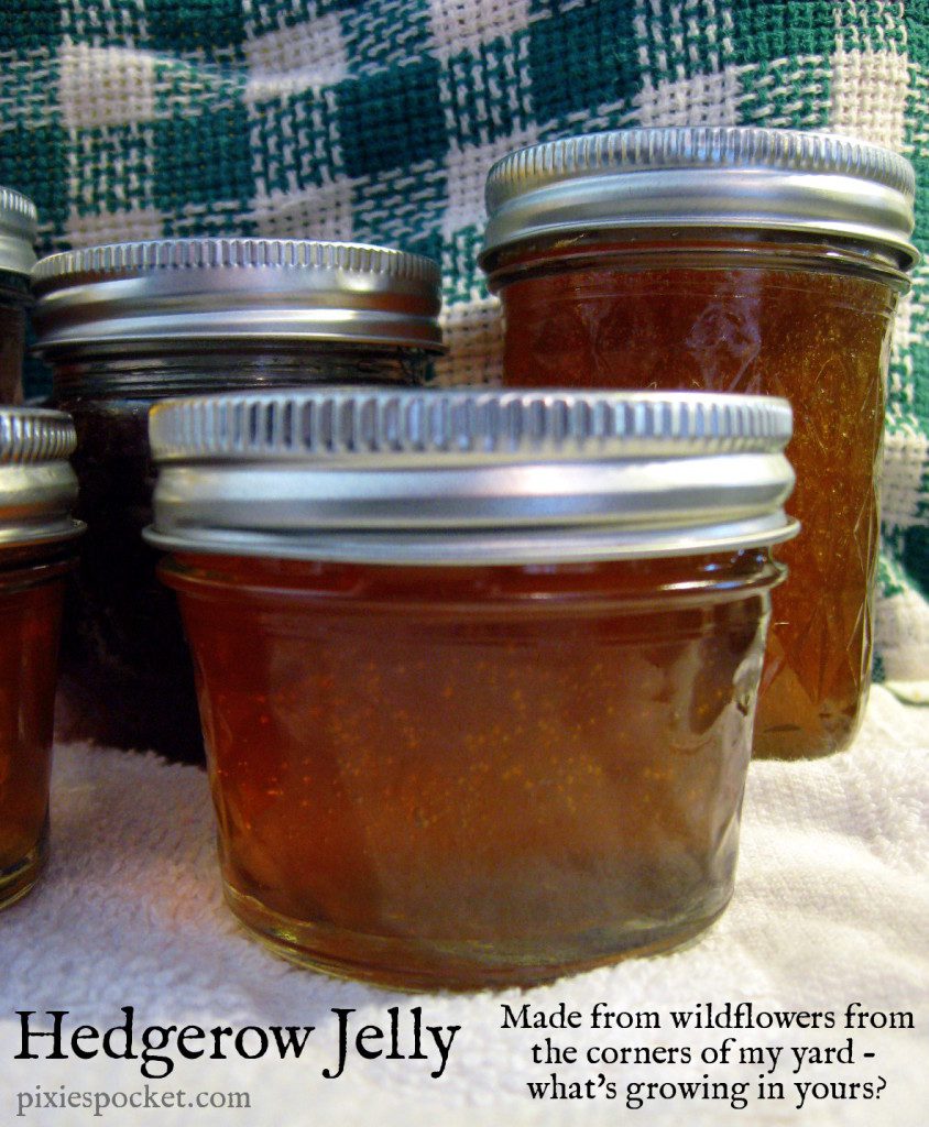 Hedgerow Jelly - sweet treat made from wildflowers from the corners of the yard - pixiespocket.com