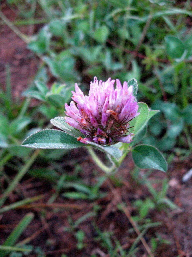 Red Clover