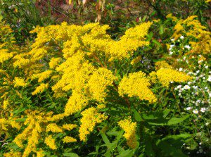 Harvesting Goldenrod: a poem by Amber Shehan