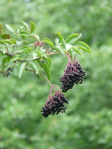 elderberries, perfect for making elderberry mead!