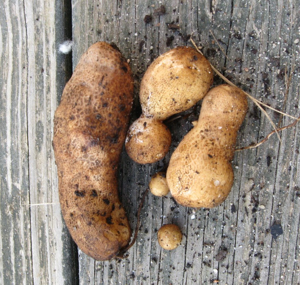 the giant potato harvest of 2014 on pixiespocket.com