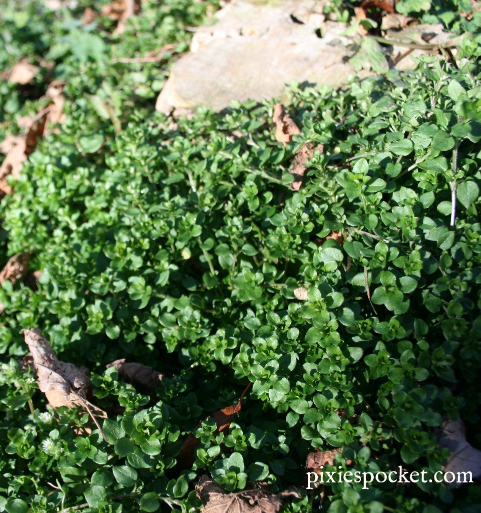 Chickweed plant image on pixiespocket.com: Learn all about chickweed and how it can help you!