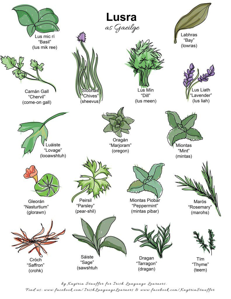 Irish Gaeilge names for herbs by Irish Language Learners