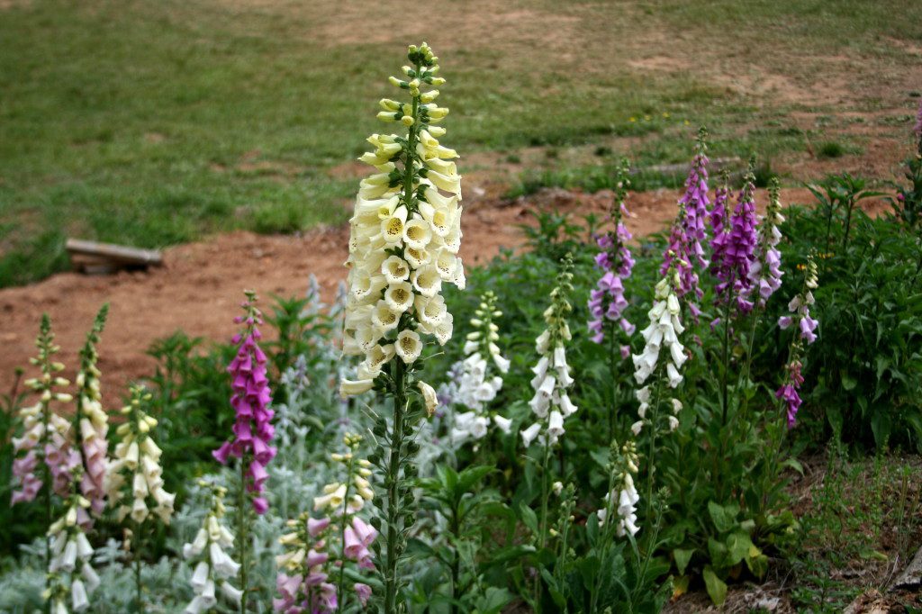 Foxglove from Spirithaven Farm, Stuart, VA