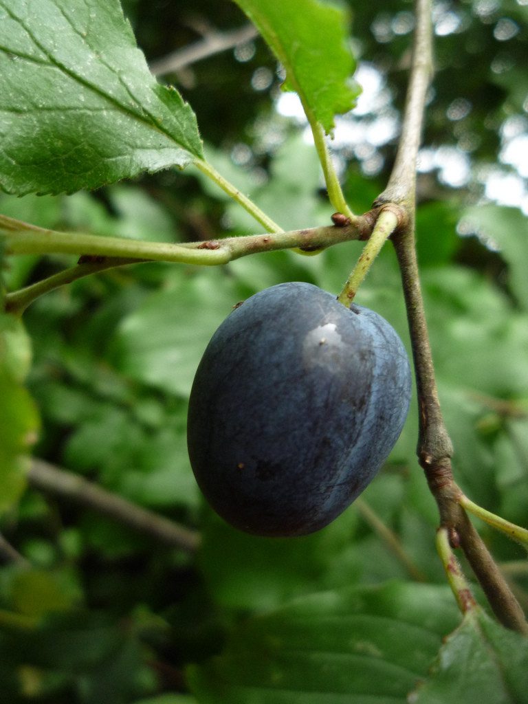 Damson Plum and Muscadine butter Recipe on Pixie's Pocket