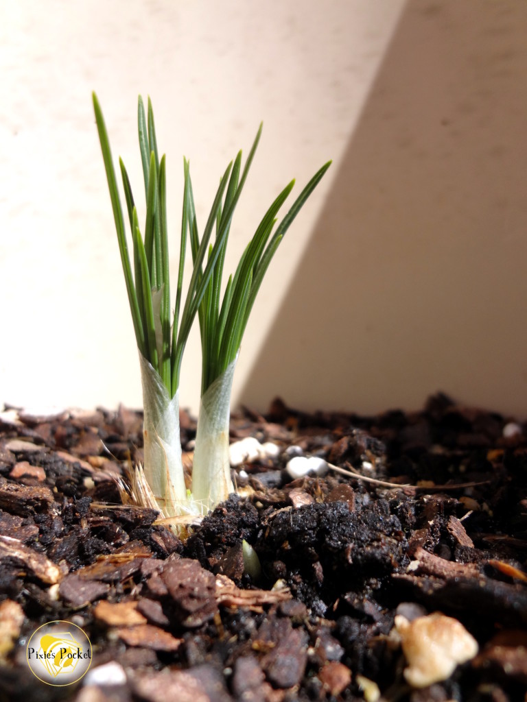 Saffron crocus bulb - How do I learn about herbs? A guide and list of resources from pixiespocket.com