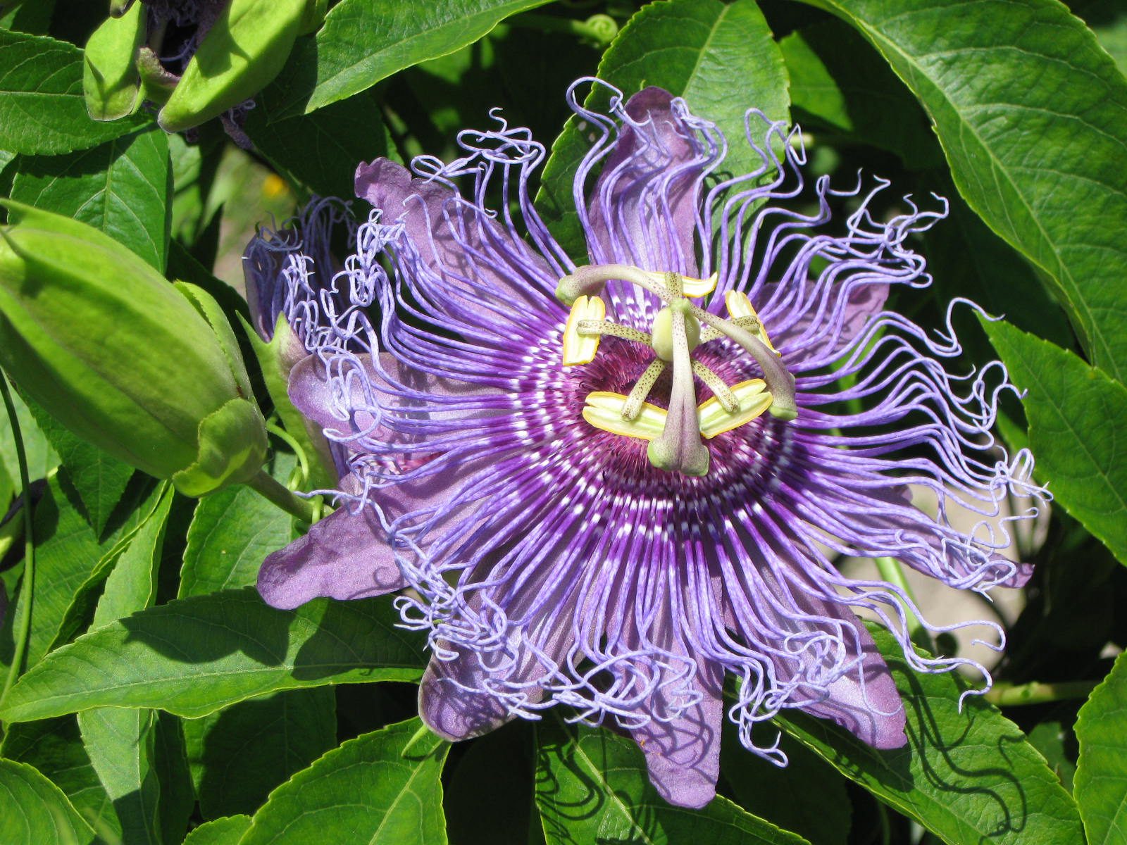 Passionflower (1600x1200)