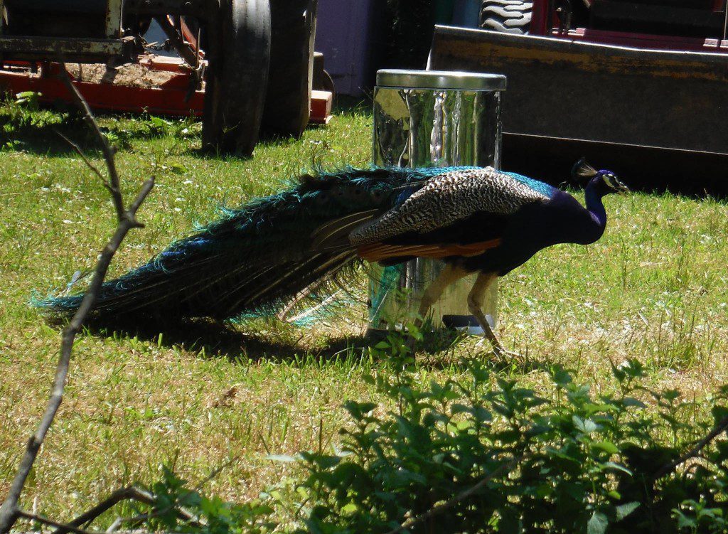 peacock and can - image credit Gizmo - as seen on pixiespocket.com