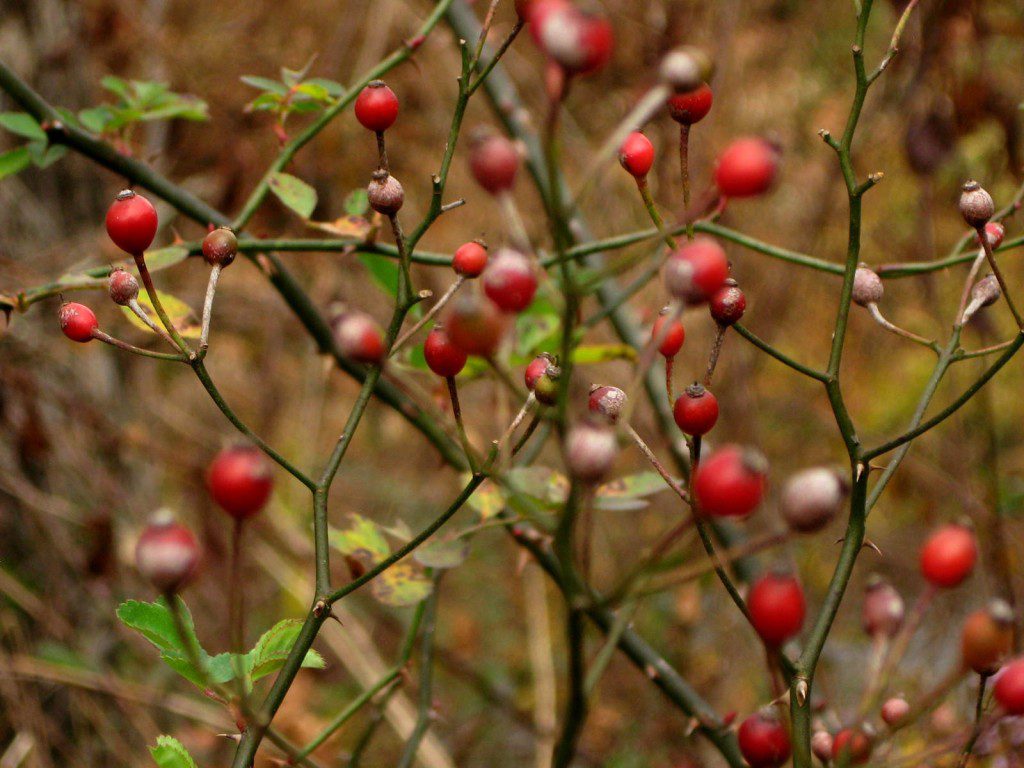 Wild Rosehips (1600x1200)