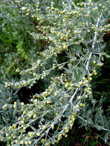 Flowering Wormwood (1200x1600)