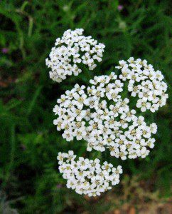 Flowering Yarrow (1147×1424)