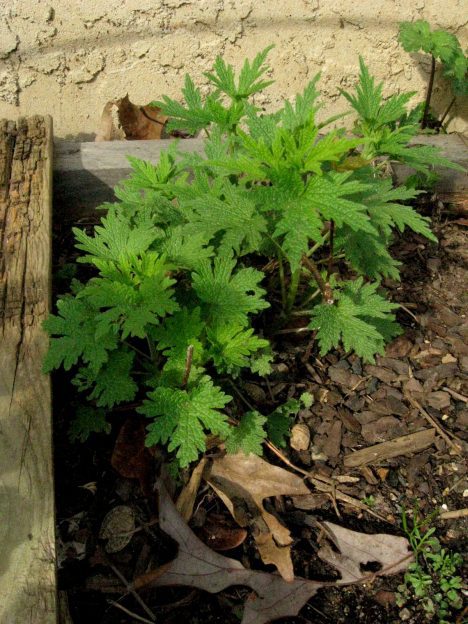 young motherwort on pixiespocket.com