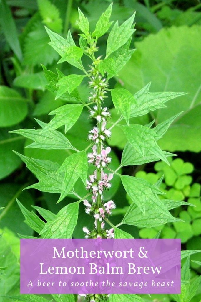 An image of the motherwort plant in bloom with overlay text "Motherwort and lemon balm brew, a beer to soothe the savage beast"