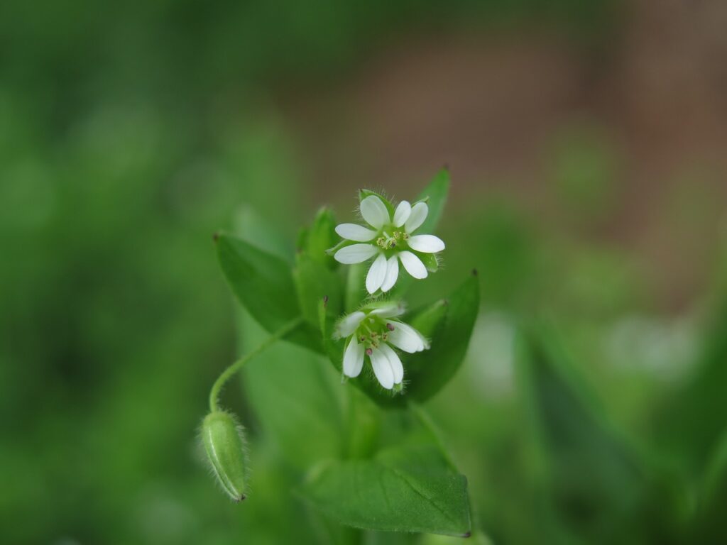 chickweed-g898f8e5ad_1280