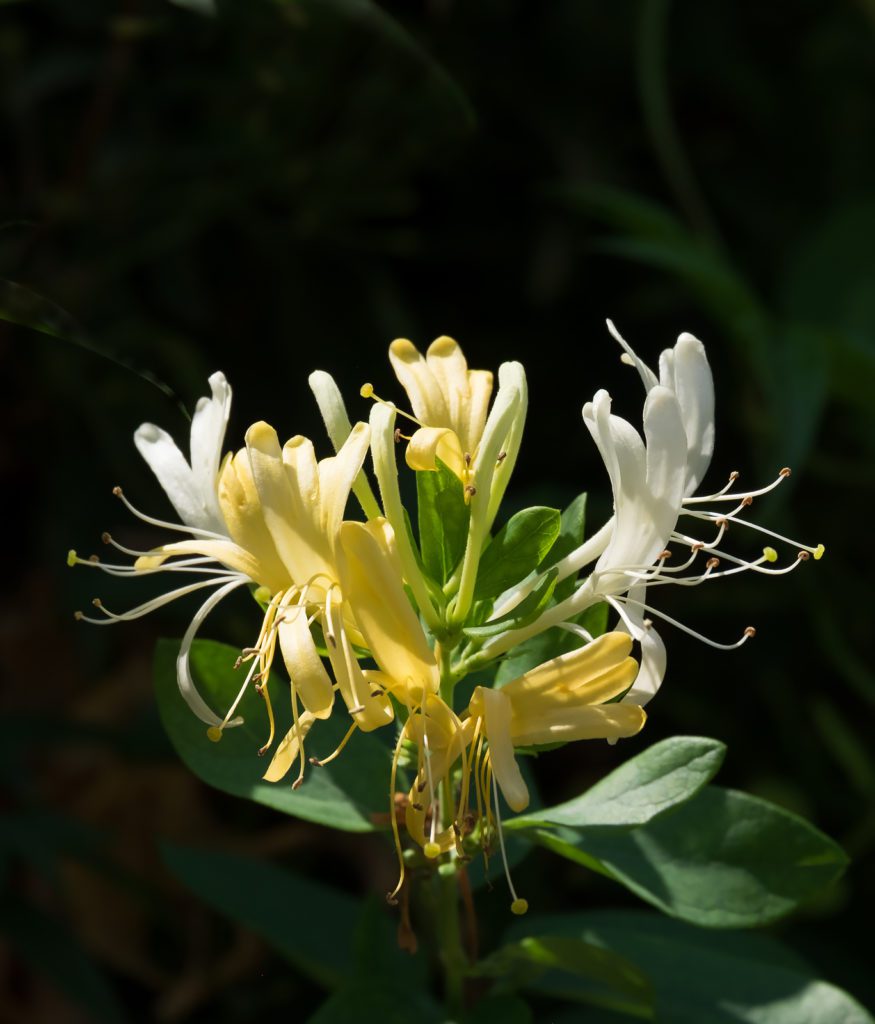 Honeysuckle