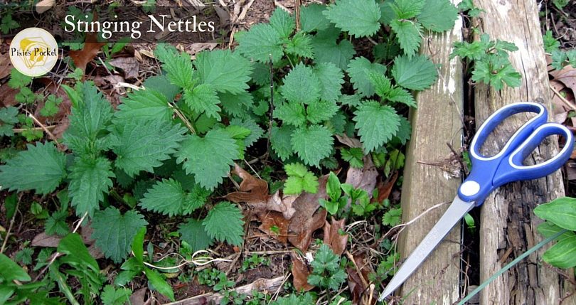 Stinging Nettles - pixiespocket.com - Harvest the young tops of nettles for food in the spring. Proceed with caution or learn to love the burn! from "Raised Beds and Making Do in the Garden"