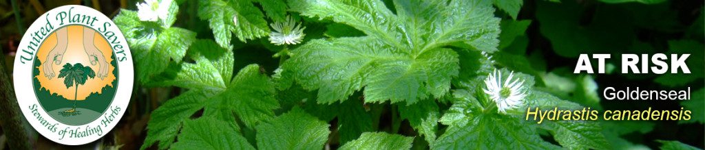 united plant savers_goldenseal-bloom