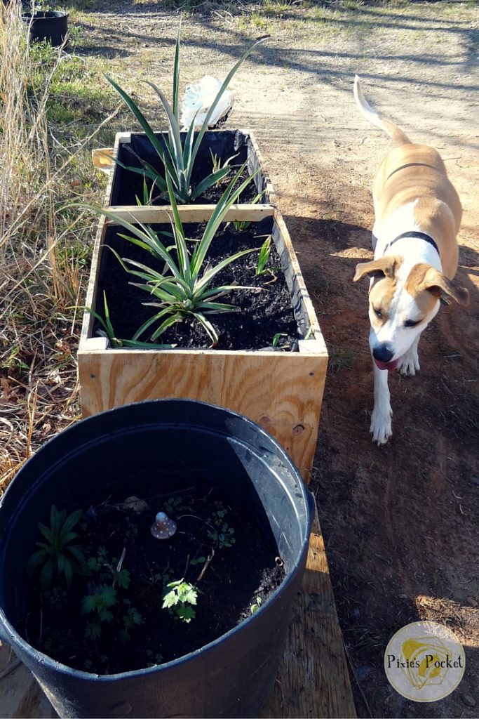 gardening with dogs: Sandy scopes out the raised bed. Mostly, she just wanted to play with the hose. from the article "Raised Beds and Making Do in the Garden" on pixiespocket.com