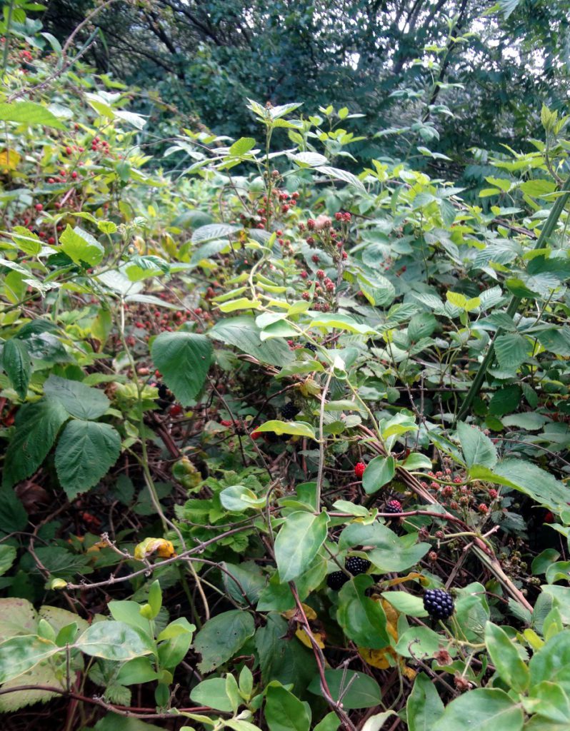 2016-06-26 blackberrybramble 1200