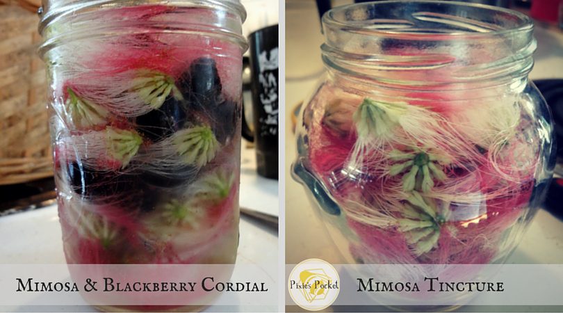 Mimosa tincture and mimosa cordial on pixiespocket.com